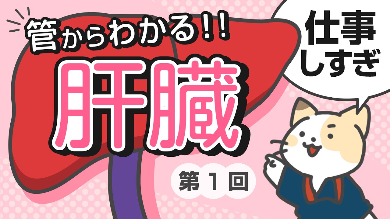 管から見たら超わかる　肝臓のはたらき その①（全2回）【基礎解剖生理】