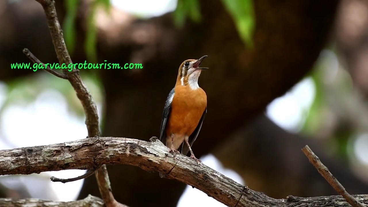 Orange- headed Thrush Call / wildlife / birds 