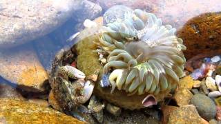 Crab and Sea Anemone