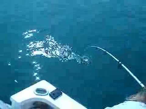 Lake Lanier Striped Bass