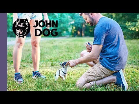 Wideo: Jak Odzwyczaić Psa Od Strachu