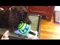 Ball and Funny Dog  - Oops at end!