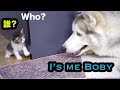 子猫と仲良くしたいハスキー犬の行動が面白すぎた！