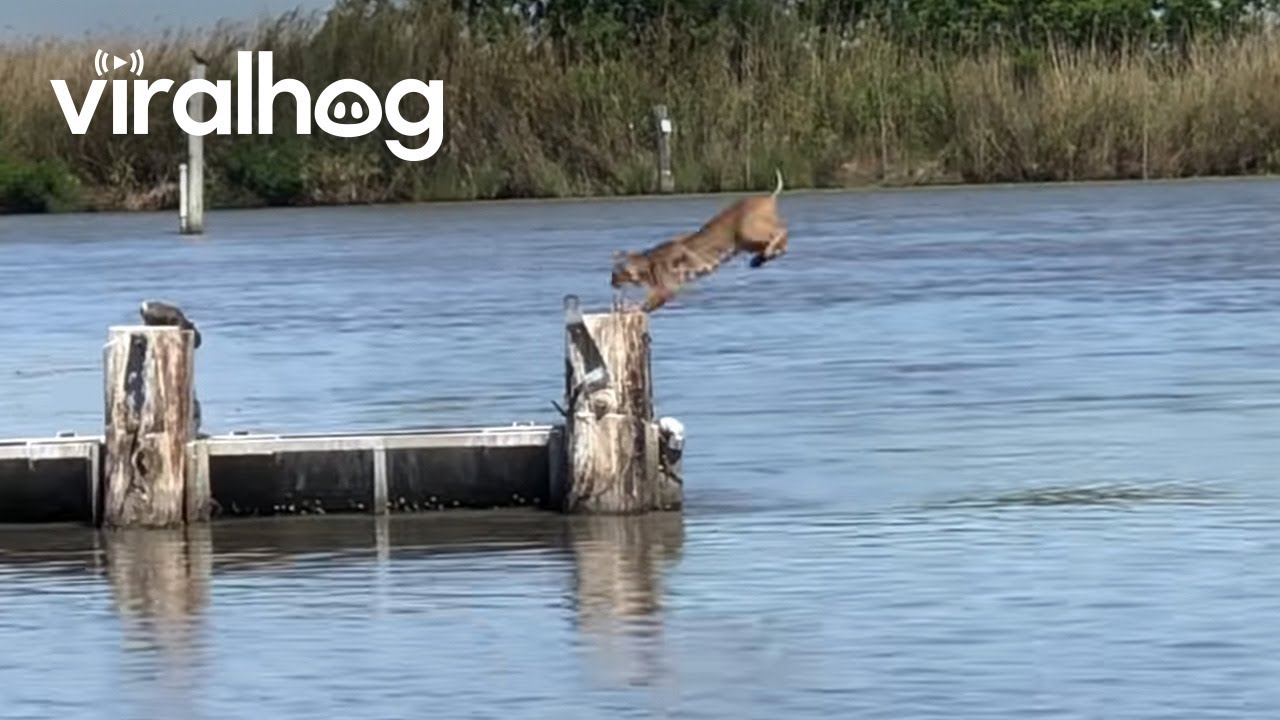 Bobcat Makes Insanely Long Jump Look Easy || Viralhog