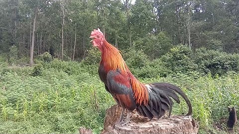 Noon qaib dib qua Zoo heev dib qaib qus tuaj zoo 100%