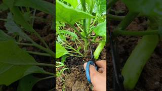 Pruning technique for airy and better growth tutorial #agriculture #shorts