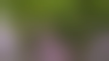 Grow tent scrog net weekly update