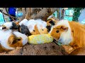 トウモロコシをベリベリ食べるモルモット【ASMR】Guinea pig eat corn