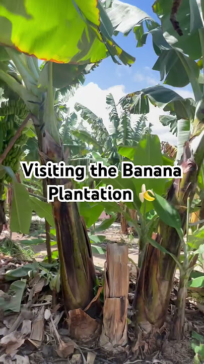 Banana Plantation in Gran Canaria 🌱 with 25 different bananas! #banana #grancanaria
