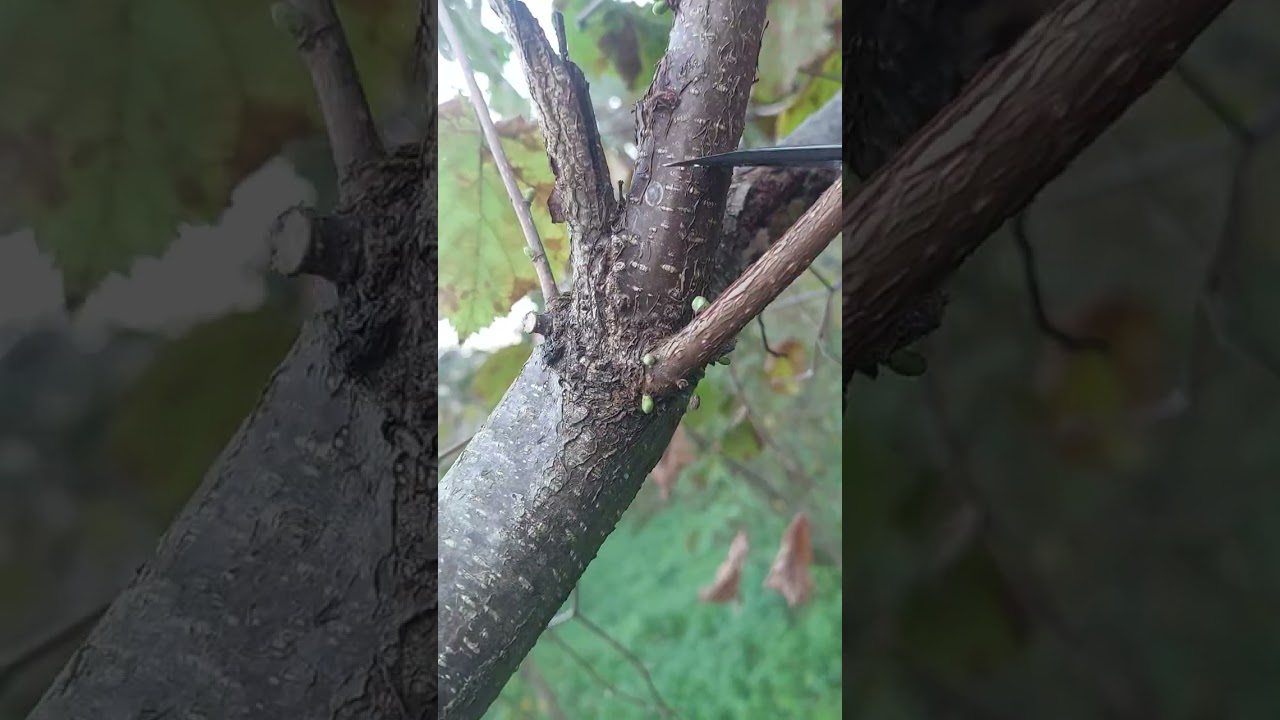 Fındıkda budama part3