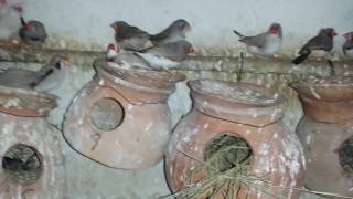 Finches Breeding Colony beautiful Setup Example  in Urdu/Hindi.