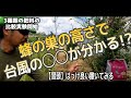 蜂の巣で台風の◯◯が分かる？【はるさー伝説】試験区をつくってみました。肥料の比較実験。土壌改良剤はっけ良い  #沖縄農業　#台風　#肥料