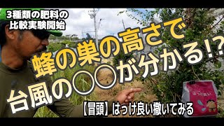 蜂の巣で台風の◯◯が分かる？【はるさー伝説】試験区をつくってみました。肥料の比較実験。土壌改良剤はっけ良い  #沖縄農業　#台風　#肥料