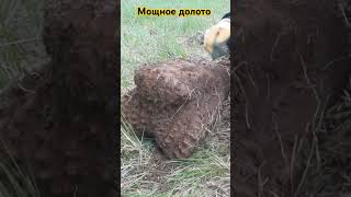 Большое долото# жирная находка от комрада #металлокоп #коп