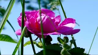 Irib-Tv3-30052016-1117.M4V