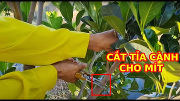 KỸ THUẬT CẮT TỈA CÀNH TẠO TÁN CHO MÍT RUỘT ĐỎ XƠ VÀNG