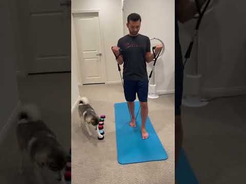 Sapphie the pomsky as a personal trainer part 3