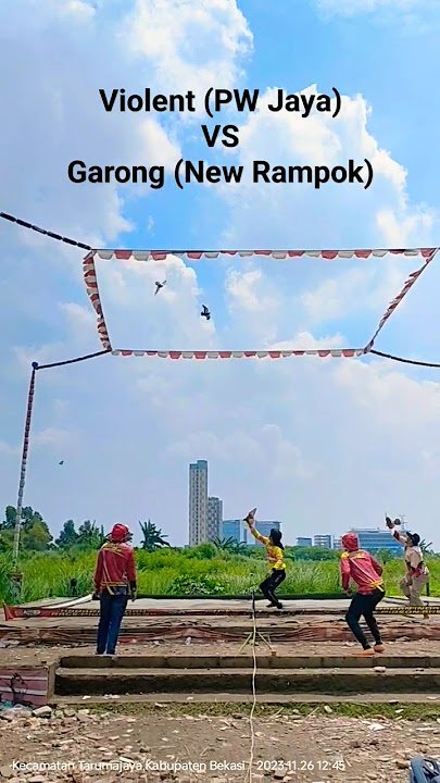 Duel Sengit Lapak Hirpa Violent PWJaya vs Garong New Rampok #merpatikolong #viral #shorts #merpati