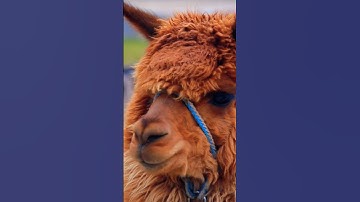 Alpaca😍#shorts #video #viral #youtubeshorts #shortvideo #animals #newyork #alpaca #animal #brown