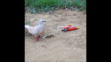 Simple bird trap make from plier and pen #birds