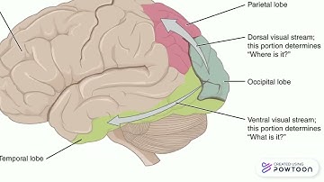 Dorsal and Ventral Visual Stream Part 1