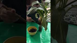 Rootless Plant Rescue 🌱 Watch This Aglaonema Come Back to Life!