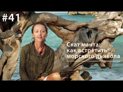 Скат манта: как встретить морского дьявола // Всё как у зверей #41