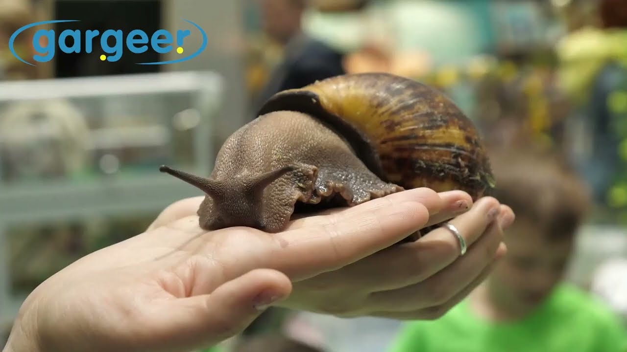 2oz Land Snail Complete Diet with Fruit and with Veggie.