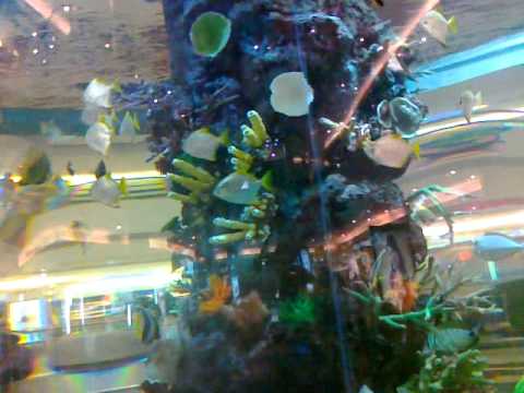 Hyderabad Gvk One Shopping Mall Inside A Big Fish Aquarium