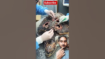 parasites of deep | Turtle #shortsfeed