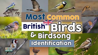 Most Common British Birds & Birdsong Identification by Animal Educate 48,896 views 2 years ago 17 minutes