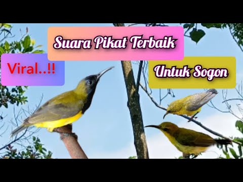 Suara Pikat Sogon Ribut Paling Viral