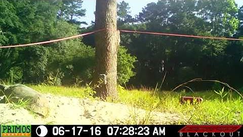 Best Video of Gopher Tortoises Mating