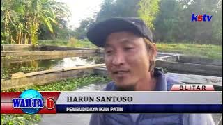 BLITAR - GAGAL JADI TKI, PRIA DI BLITAR SUKSESI BUDIDAYA IKAN PATIN