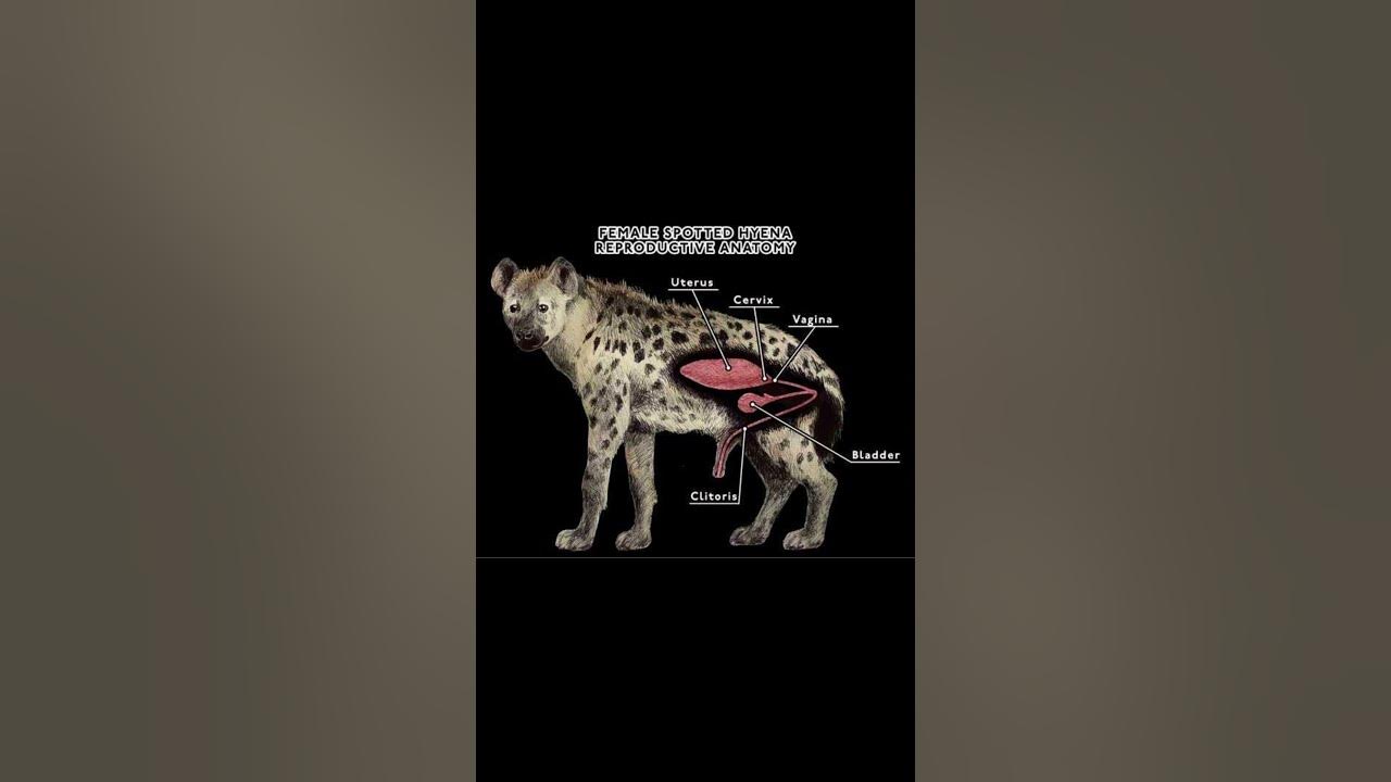 Female hyenas are often mistaken to be males because they posses a