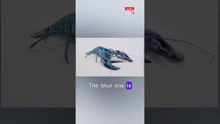 Unbelievable Lobster Trio Blue, Calico, and Pink Albino Together!#food #american