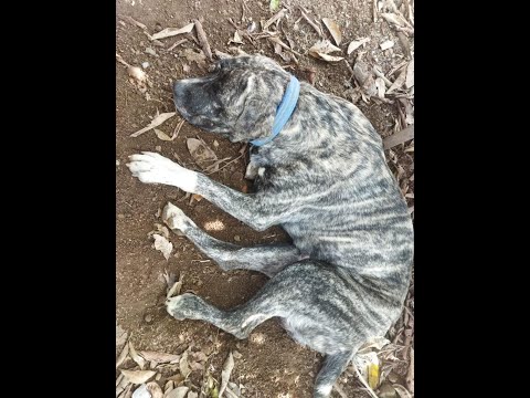 Continua el maltrato animal, un perro fue castrado en Veraguas y piden castigo al responsable