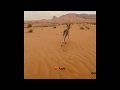صغير الغزال صغير الغزال