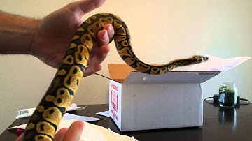 Prestigious Reptiles Ball python Unboxing video.
