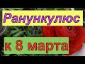 Ранункулюс. Выращивание к 8 марта.