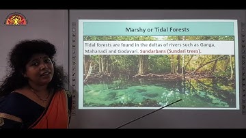 Class- 4 | Forests of India | Ch-11 Part-2 | SST | Shiv Jyoti Convent Sr. Sec. School | Smart School