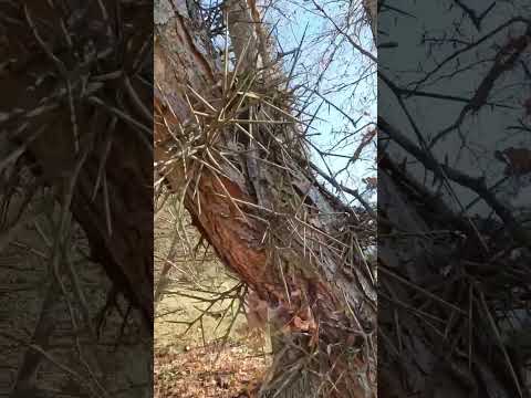 إذا كان هناك شجرة واحدة تقول فو فهي شجرة السنط العسلي هاها طبيعة أشواك