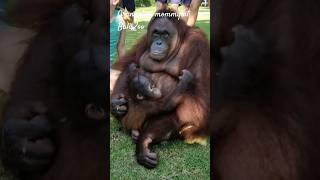 When mommy orangutan has to leave after breakfast but wants to stay with the humans at Bali Zoo