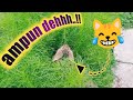 Bikin Taman Malah Dirusak Sama Kucing - Hewan Peliharaan