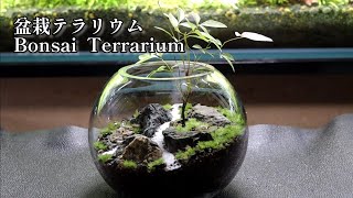 盆栽テラリウムを作る Make a Bonsai Terrarium