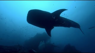 They&#39;re Even Killing Whale Sharks