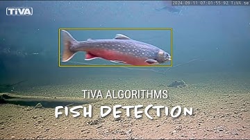 TiVA fish recognition and AI species detection