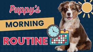 Morning Training Schedule for an 8 week Old Puppy by How To Train A Dream Dog 3,364 views 1 month ago 20 minutes