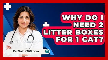 Why Do I Need 2 Litter Boxes For 1 Cat? - PetGuide360.com