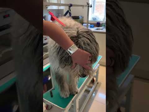 Video: Bergamasco